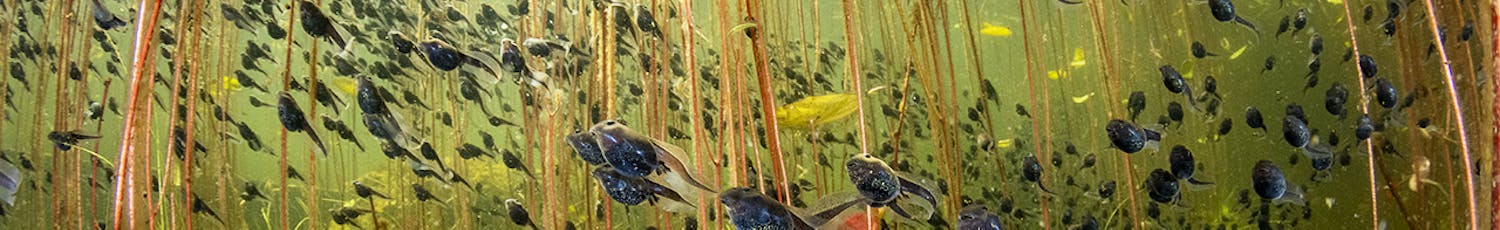 © Shane Gross, Wildlife Photographer of the Year (1)